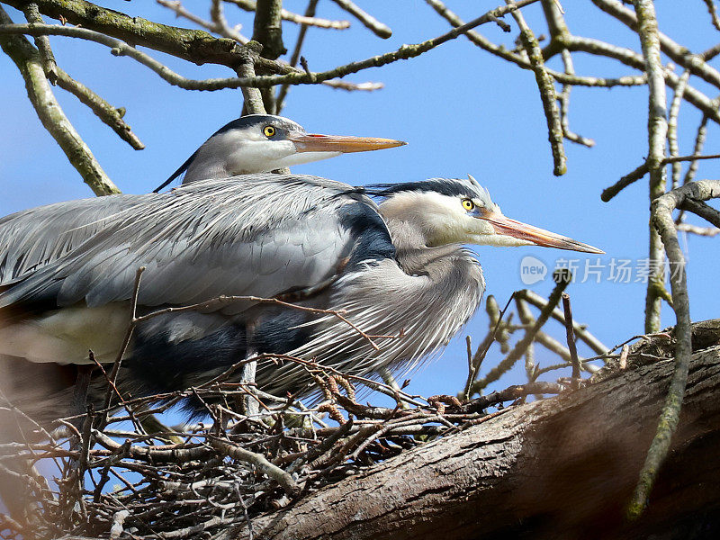 巢中的大蓝鹭(Ardea herodias)